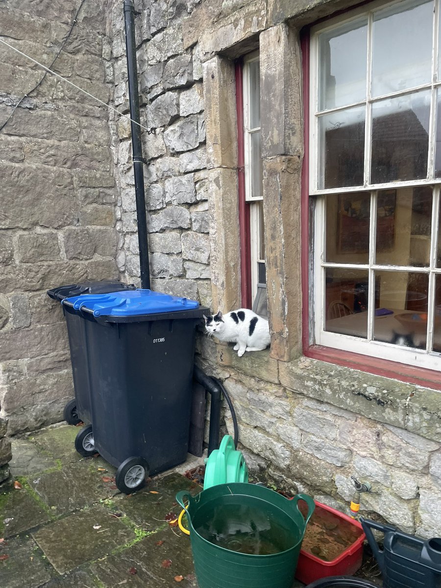 EsTresidder's tweet photo. Fat cat coming through a cat flap. #CatsThatLookLikeHitler #CatsOfTwitter https://t.co/Xp7M0d5AFc