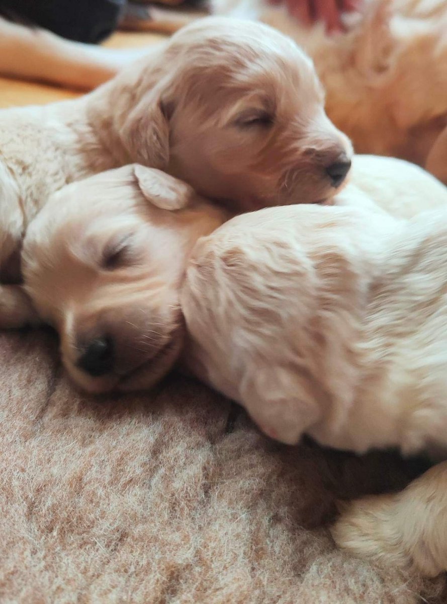 mycaninecompani's tweet photo. Some of our L litter definitely have that post Christmas feeling 🐾
These guys will grow up to be MCC autism service dogs and will change a child's life!! We cannot wait to share their journey with you!
#autism #autismservicedog #assistancedog #teammcc https://t.co/8RCvQkFcQi