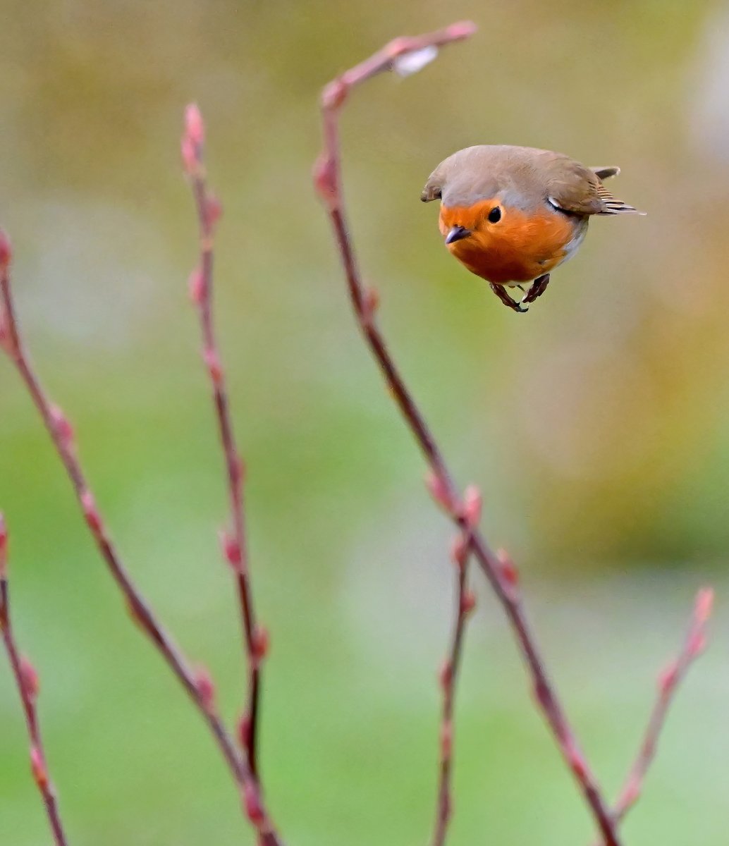 Zooming Christmas Robin! 😀🥰🐦