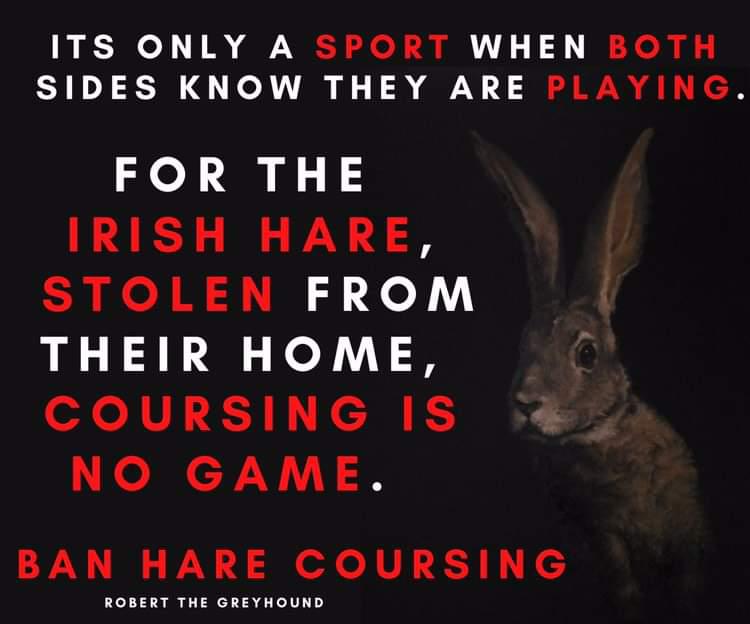 It's only a sport when both sides know they are playing. For the Irish Hare, Coursing is little more than torture. #BanCoursing #BanHareCoursing #HareCoursing #Coursing #BanBloodsports