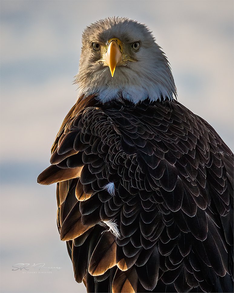 Happy #Tuesday folks! Time for my #AnimalLovers to shine! Let’s see those #animalshots!
Who likes #Eagles? Here’s a #baldeagle from my time at #BombayHook in #Delaware. What an amazing #animal. so thankful to have this chance with these  #birds!
Like/Comment & #retweet your favs!