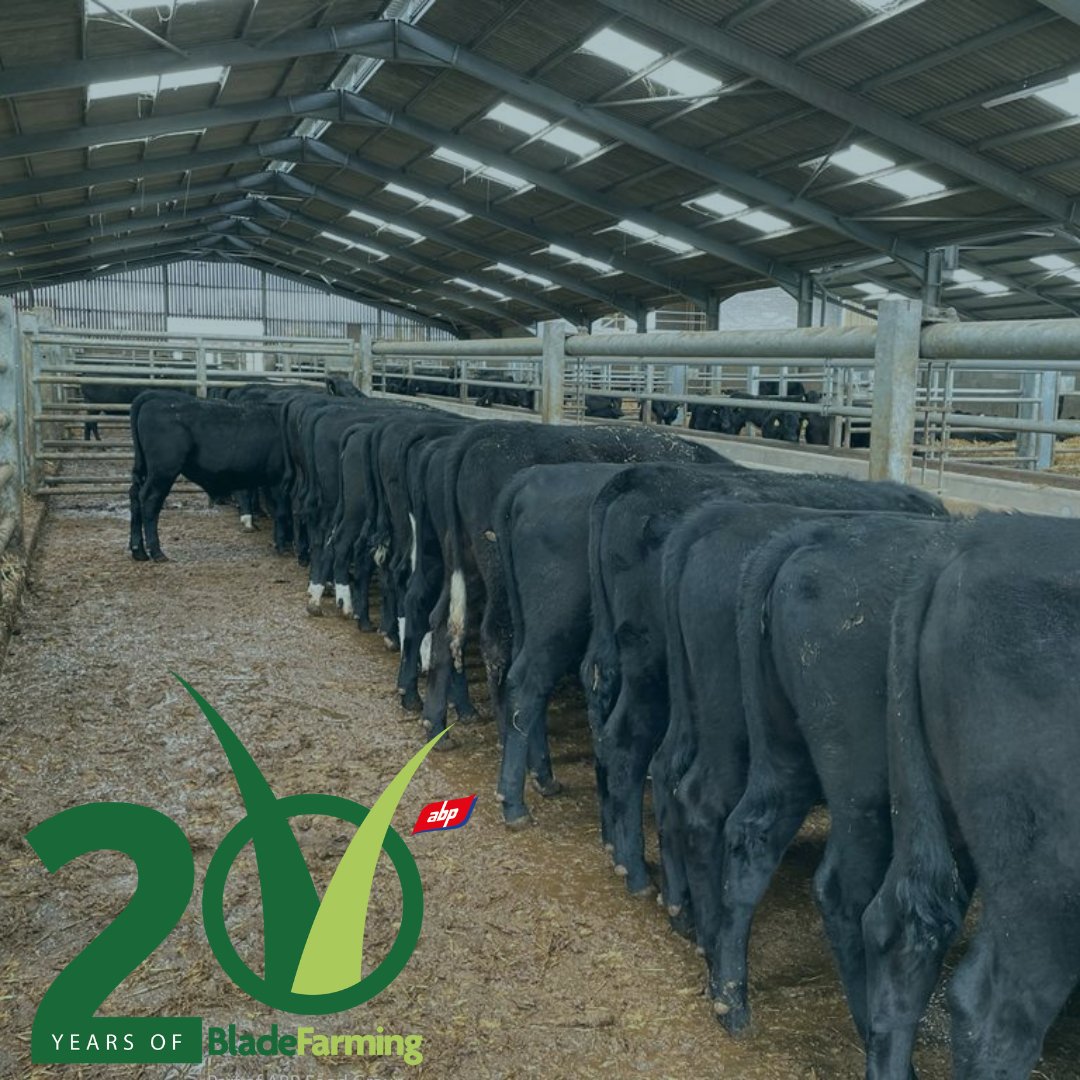 GamechangerFarm's tweet photo. Our Blade Farming Finishing contracts provide you with:
🐄 A locked-in lifetime price
🐄 High-health cattle
🐄 High genetic cattle
🐄 Free farm management software
Contact us at infor@blade-farming.com
#businessofbeef #bladefarming #backbritishfarming https://t.co/ahB8w1N2Q7