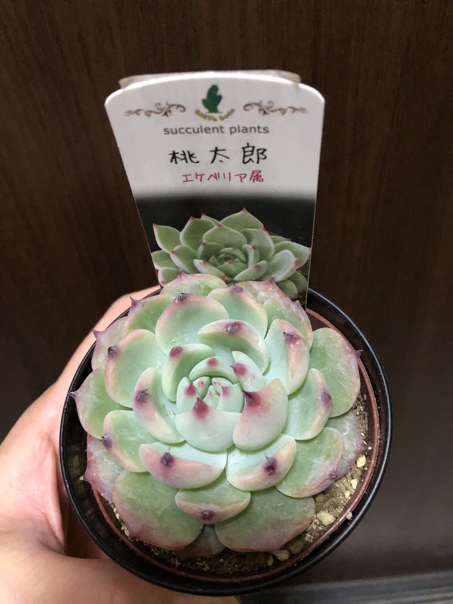 みーつけた♡
.
#桃太郎 #多肉植物 #カクトロコ