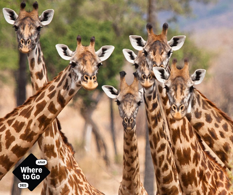 Ruaha National Park in southern Tanzania has been listed as one of the best places to travel in 2023, according to @AfarMedia, and we couldn't agree more! Here's what they had to say: bitly.ws/y4Vr 🌍 : Ruaha National Park, southern Tanzania