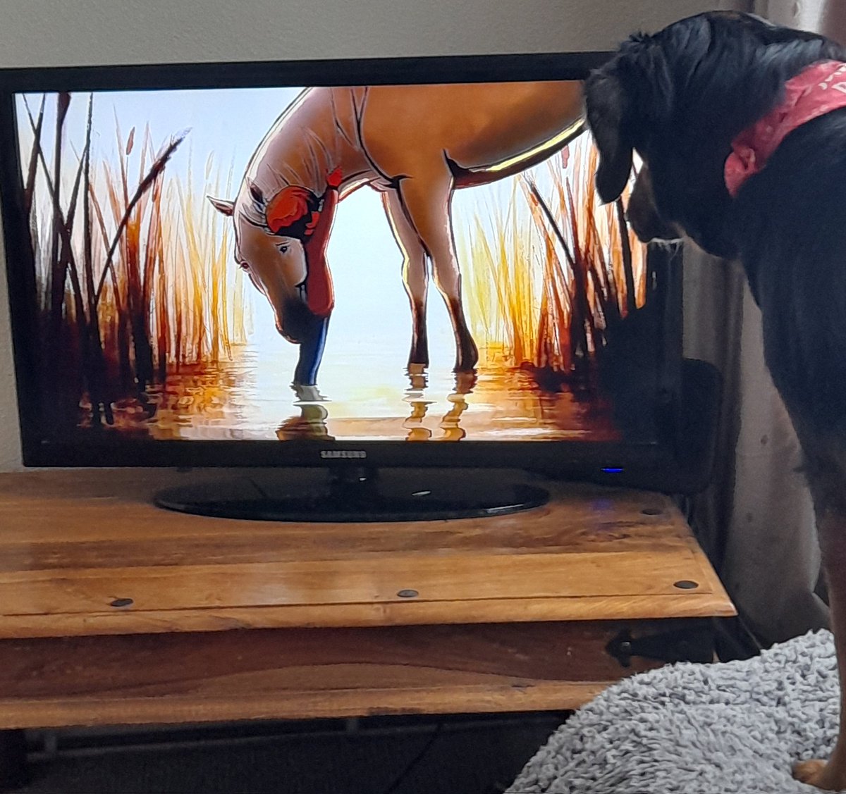 chamillwrites's tweet image. Not just the humans loving this...@charliemackesy #TheBoyTheMoleTheFoxAndTheHorse