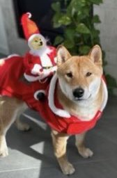 ZFelicitacion's tweet photo. funny dog lol0) https://t.co/BBw63mh8d5