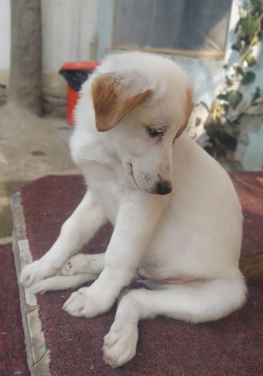 KSARshelter's tweet photo. Woof-morning #KSARpack. Mr Terry is back with an update after his winter hibernation.
Lilibet and her puppies were introduced to Tilda and her team of mini grinches this week. Following some suspicious side eyes on Christmas Day *grinch* they have got on very well.
#RescueDogs https://t.co/hh0nToKlB1