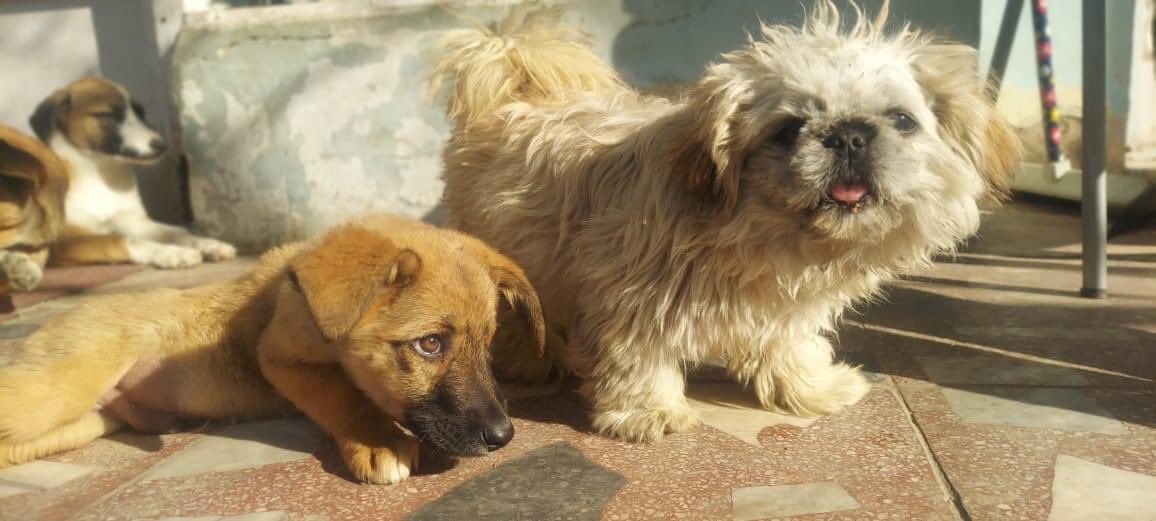 KSARshelter's tweet photo. Woof-morning #KSARpack. Mr Terry is back with an update after his winter hibernation.
Lilibet and her puppies were introduced to Tilda and her team of mini grinches this week. Following some suspicious side eyes on Christmas Day *grinch* they have got on very well.
#RescueDogs https://t.co/hh0nToKlB1