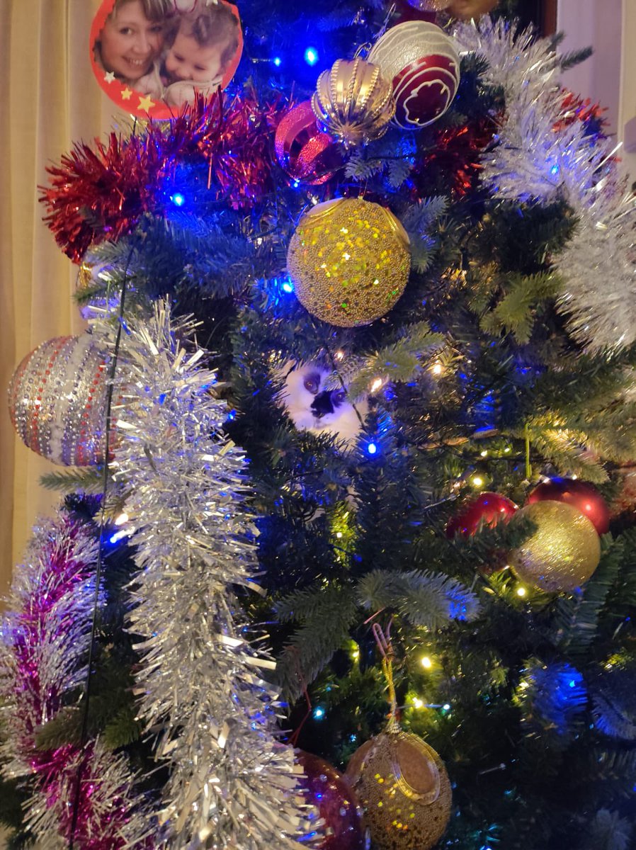 katia_tch's tweet photo. Localiza el adorno que no debería estar en el árbol 😅🤔🎄🤣🤣🤣 #Christmas #ChristmasTree #FelizNavidad https://t.co/wSnuGvIZxX