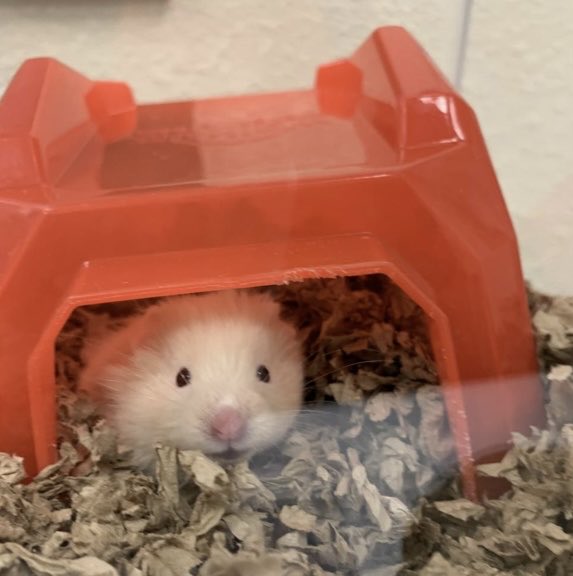 HumStir's tweet image. welcom,    tou my hum bull aboud 🏠😏