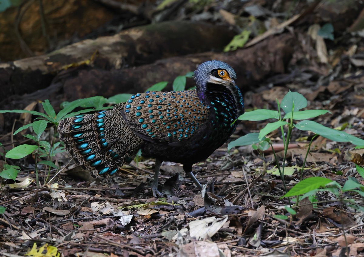alan lewis wildlife stuff (@lewisstuff) on Twitter photo The male Bornean Peacock-pheasant near Telupid in Sabah at midday - mission accomplished! This total mega showed unbelievably well, after a total of 12 hours over 2 days in the hide. Hainan P-p next! <a href="/orientbirdclub/">Oriental Bird Club</a> The male Bornean Peacock-pheasant near Telupid in Sabah at midday - mission accomplished! This total mega showed unbelievably well, after a total of 12 hours over 2 days in the hide. Hainan P-p next! <a href="/orientbirdclub/">Oriental Bird Club</a>
