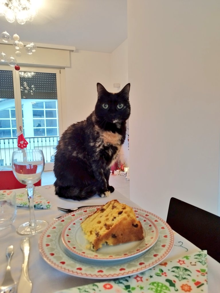 leraccoonmorice's tweet photo. Il gatto di mio zio è sotto psicofarmaci perché è troppo stressato e non riesce ad abituarsi agli estranei
Solitamente quando andiamo da loro sta nascosto nell'armadio ma a Natale si è messo sul tavolo
Era più confuso di noi https://t.co/pKmJhlBJIF