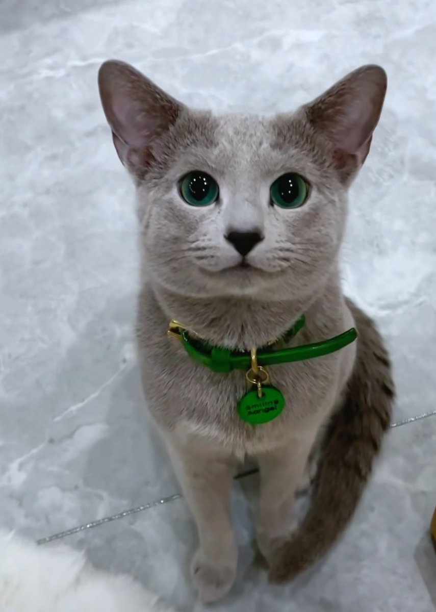 only3301's tweet photo. @milephakphum Do you like this green eyed cat😁 https://t.co/3V0B8PHPxy
