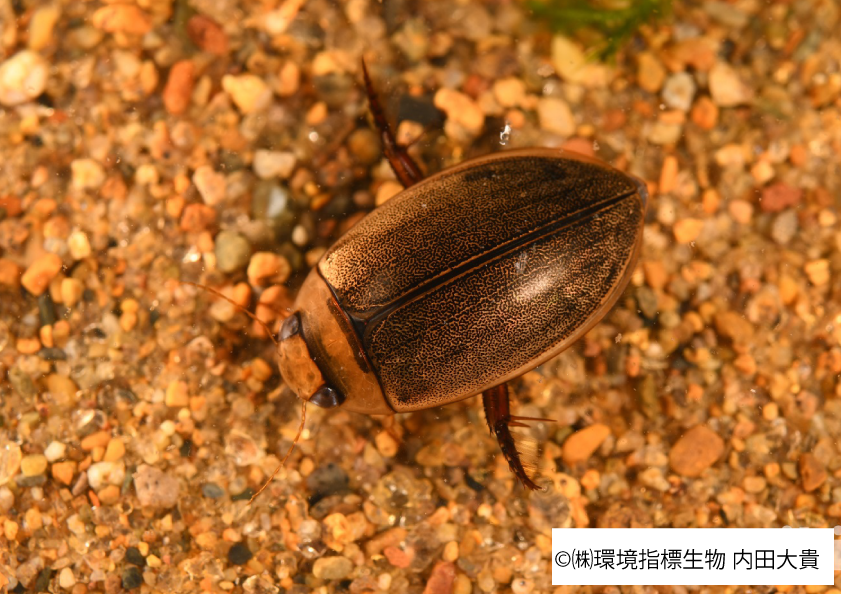 すごいぞ鳥類園💪‼️いきものシリーズ⭐️/ 2種目🐞 ＃ウスイロシマ
