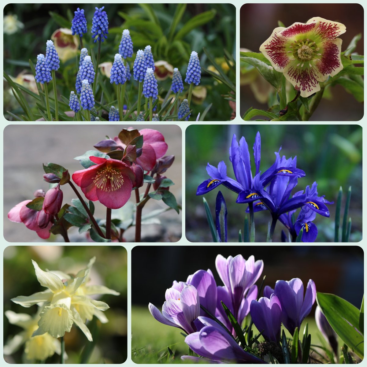 Looking pretty damp and miserable here in Sale this morning, so here’s a reminder of the floral delights we have to look forward to in the new year #tuesdayvibe #mylittlegarden