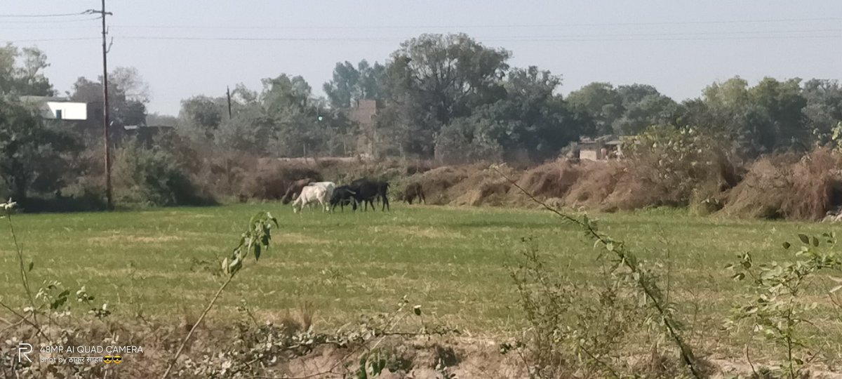 Ashutosh22291's tweet photo. महोदय जी इस पर भी ध्यान दे दीजिए
फसल बहुत बर्बाद कर रहे हैं https://t.co/MSBf0KLoM0
