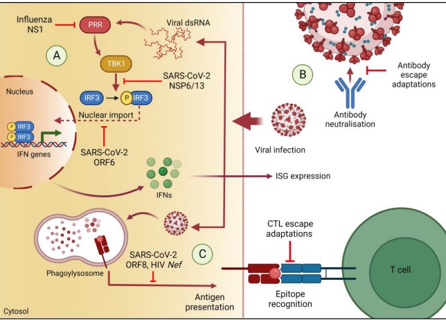 VirusesMDPI's tweet image. On the Evolutionary Trajectory of SARS-CoV-2: Host Immunity as a Driver of Adaptation in RNA Viruses

👉 mdpi.com/2031468

Gaudieri &amp;amp; Warger describe the selection pressures the host’s antiviral immunity exerts on #SARSCoV2 and other #RNAviruses

#evolution

Check it now❗️