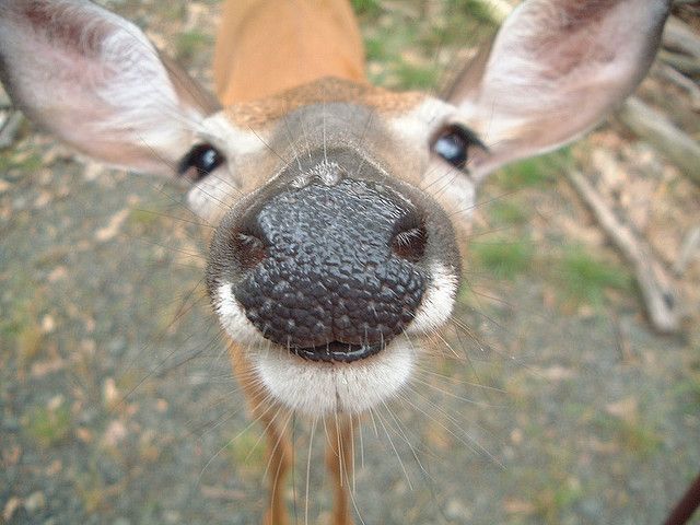 DeerHourly's tweet photo. https://t.co/zB4aEnGWxQ