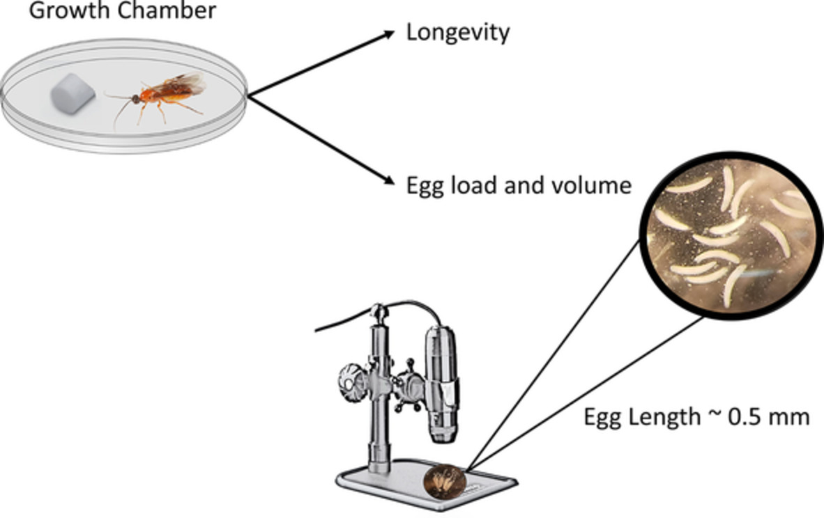 Physiol_Ent's tweet photo. #Dietary sugars and #amino #acids increase longevity and enhance #reproductive #parameters of #Bracon #cephi and B. #lissogaster, two #parasitoids that specialise on #wheat #stem #sawfly
#OpenAccess

https://t.co/T4ri6U8MiI

#Cephus #cinctus #conservation #physiology #synovigenic https://t.co/Jy1ABwyopS