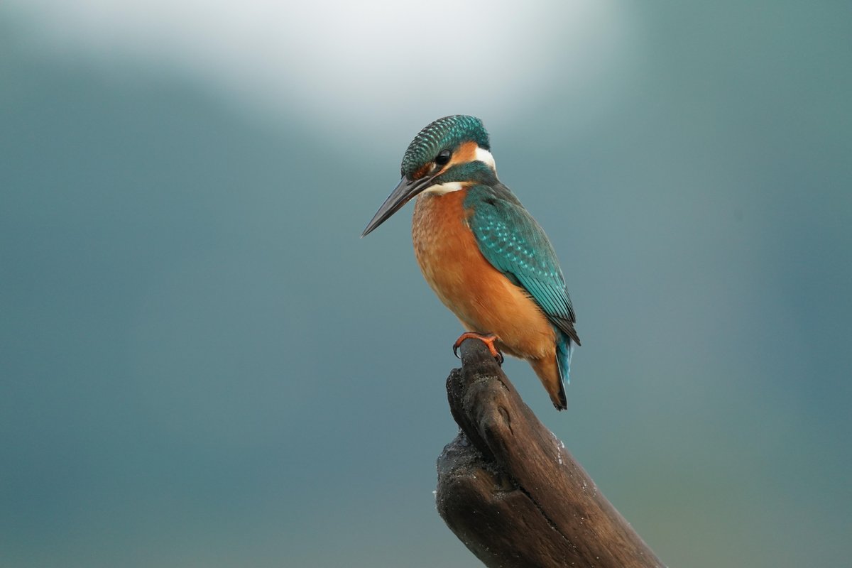 📣NUEVO ARTÍCULO_Los autores concluyen que el martín pescador es una especie social, genéticamente monógama, con una rara ocurrencia de pollos procedentes de emparejamientos extrapareja y poligamia, y en ningún caso procedentes de parasitismo de nido 🪺 👇
doi.org/10.13157/arla.…