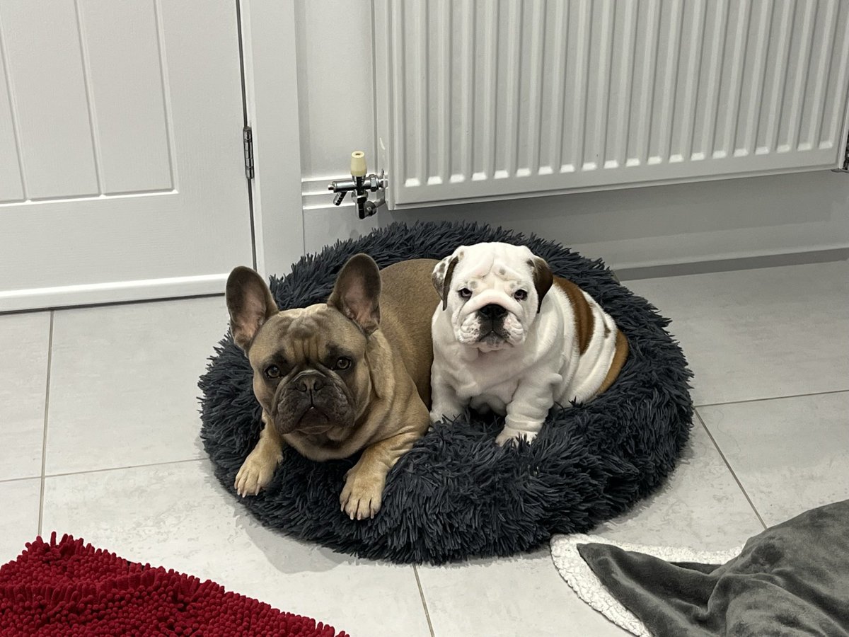 galactisies's tweet photo. @GBNEWS This is audley and Yoda. A French and english bulldog. They come as a package deal although they may destroy your studio 🐶#GBNews https://t.co/JKmwR0JPny
