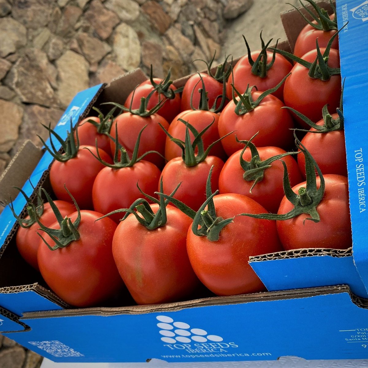 Poli_ElEjido's tweet photo. Patrocinador Oficial del Pvo El Ejido @TopseedsES🔝🌱
💙TOP SEEDS IBÉRICA💙
¡Muy felices con la jornada de puertas abiertas celebrada en #LosGallardos!😀para conocer las principales características de #Arondir, nuestra nueva variedad de #TomatePera🍅🍐
#TopSeeds #tomate https://t.co/rJSFj3irLm