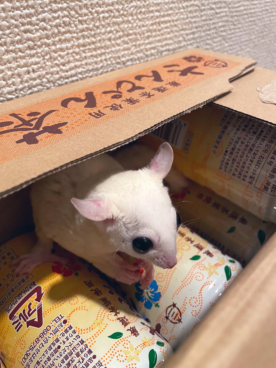 kkt753's tweet photo. 忍法・隠れ身の術🥷
 #フクロモモンガ
 #かわいい https://t.co/KHNyZ62SeG