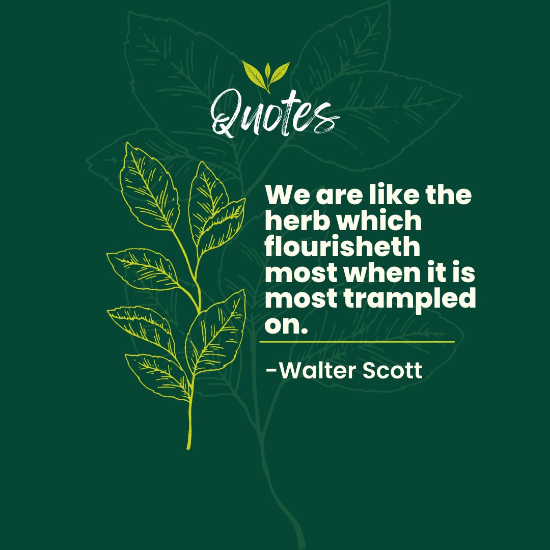 indiherbs_llc's tweet photo. We are like the herb which flourisheth most when it is most trampled on.- Walter Scott
#Indiherbs #Orthoaid #Immunhance #slimit #curcumina #kamaedge #herb #herbs #Quotes #quotesoftheday #quotesdaily https://t.co/msYCm0MXsC
