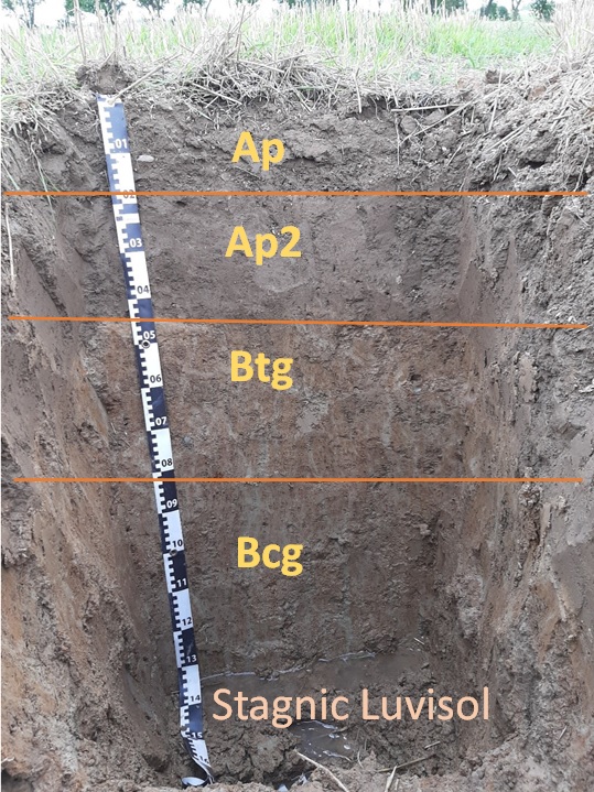 Innovar_EU's tweet photo. Soils and growing 🌾 conditions: this diagram shows the variation of soil genetic layers (horizons) over @Innovar_EU project trial sites across Europe 🇪🇺. The soil image is from the site in Poland 🇵🇱. #Varietytesting @ISRICorg #fieldcampaign #cropscience #variety https://t.co/dCtbupM1DN
