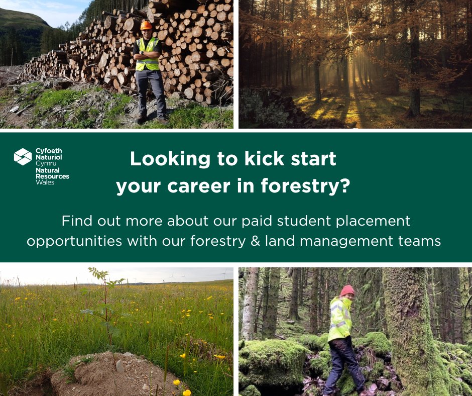 NatResWales's tweet image. 📣 Are you currently studying for a degree to work in forestry or land management?

🌳 Our forestry teams have four paid placement opportunities available to come and join #TeamNRW for a year this September. 

orlo.uk/QJ3kW