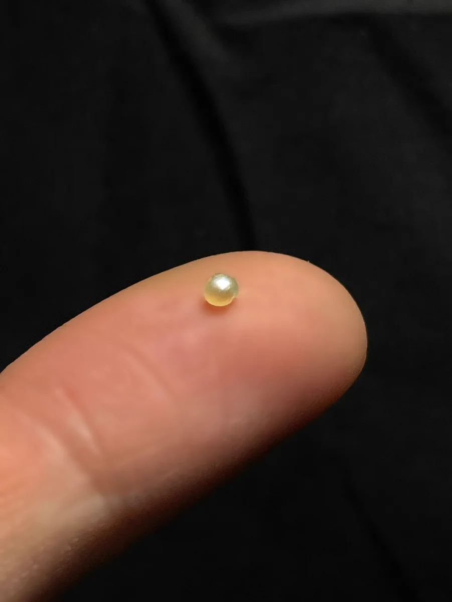 刺身を食べてびっくり！アコヤガイから出てきたのは、真珠だった！？