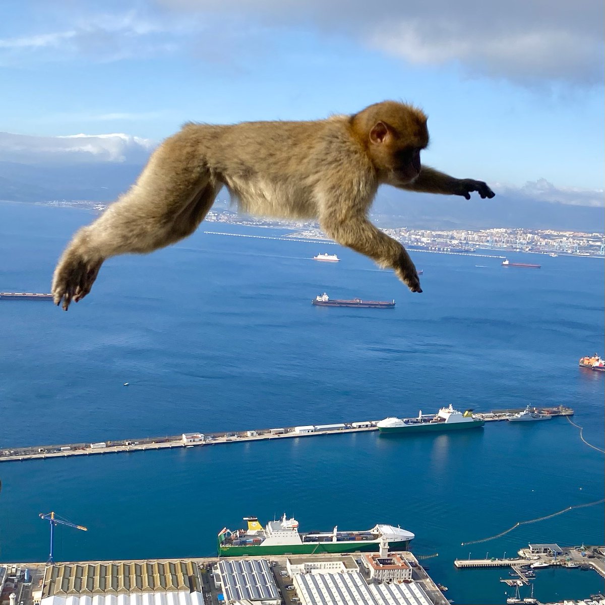 Gibraltar Macaques.#visitgibraltar #gibraltarnaturereserve