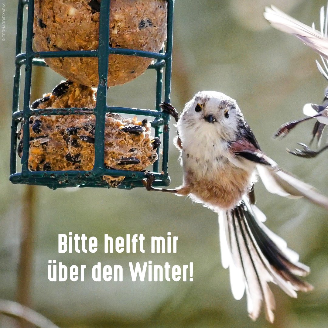 Mit der richtigen Fütterung im Garten und auf dem Balkon könnt ihr heimischen Wildvögeln über den #Winter ❄️ helfen.

Durch intensive Landwirtschaft, hohen Einsatz von Pestiziden, Rückgang der Artenvielfalt und Klimawandel finden #Vögel 🐦 immer weniger Nahrung.

Futter-Tipps 👇