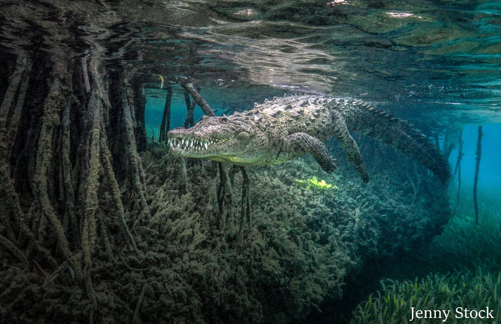 Mangrove Action Project tweet media