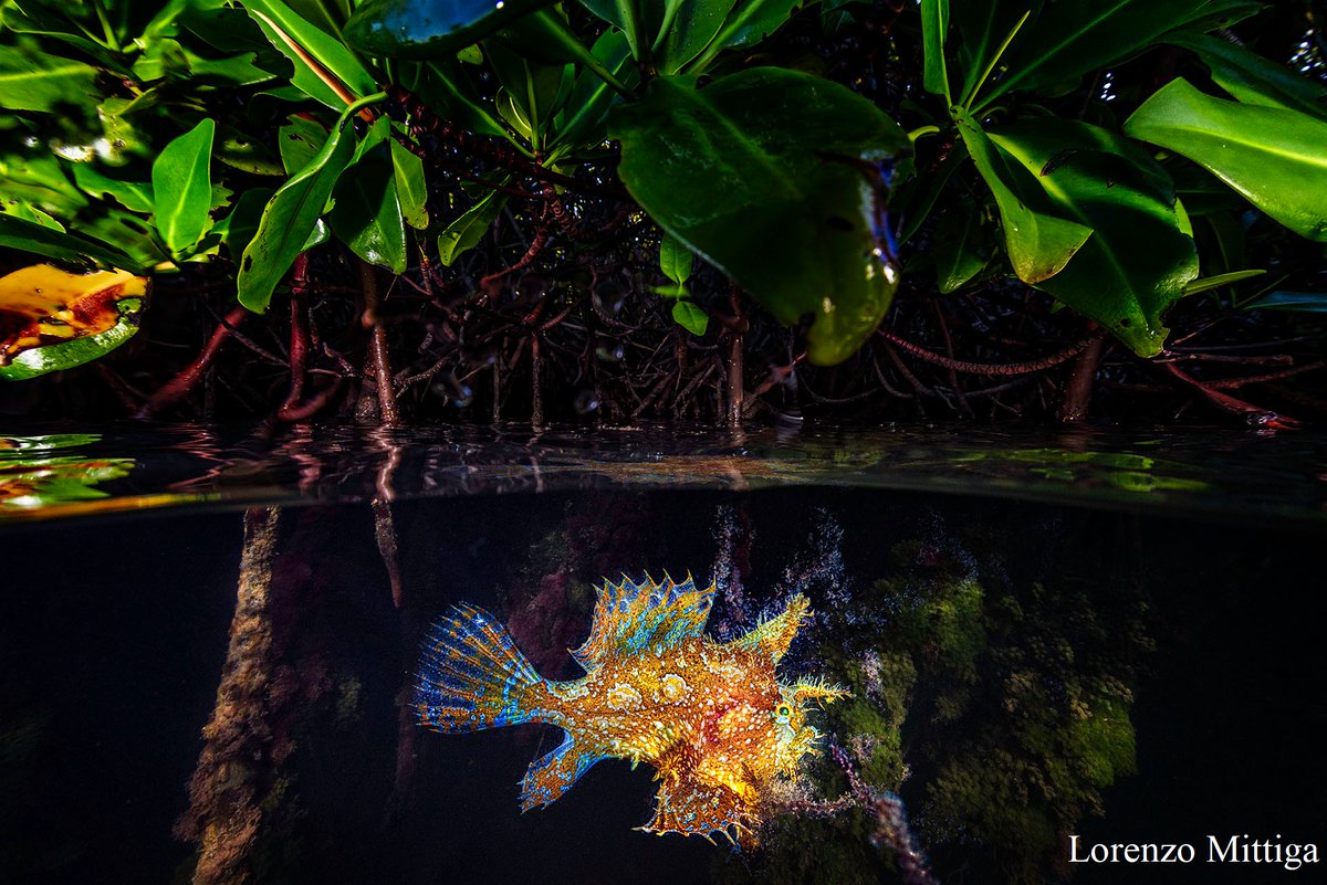 Mangrove Action Project tweet media