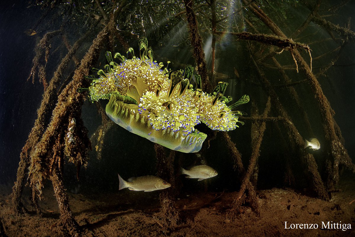 Mangrove Action Project tweet media