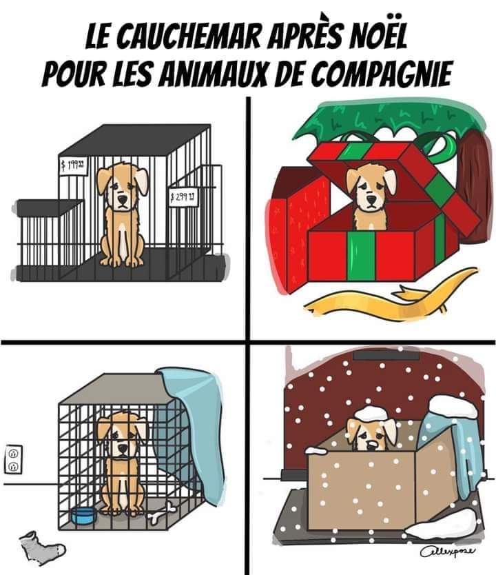 Abandonne pas ton animal après les fêtes 🐾💔

#StopAbandon