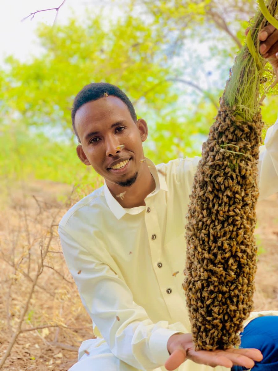Mohamed Abdullahi Barre: A 28-year-old youth who came up with an innovative idea to start bee keeping and producing honey, outside his hometown of #Beledweyn in the #Hiiraan region of central #Somalia in early 2019.
 tinyurl.com/5n8feppp