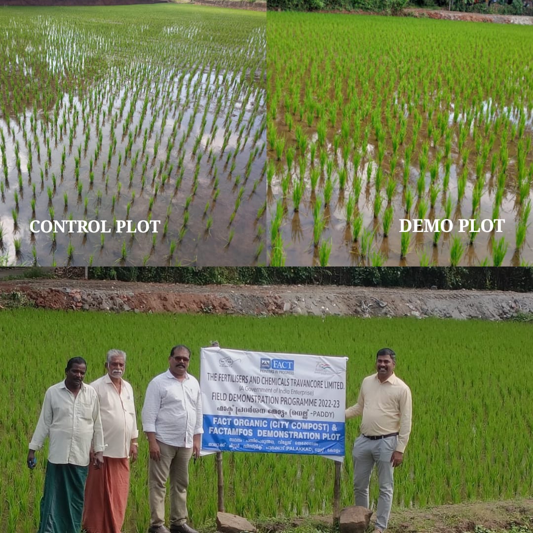 FactKerala's tweet photo. FACT City Compost & Factamfos Demonstration Plot for Paddy Crop at Chittur Village , Palakkad Dt
35 Days aged seedlings of Control & Demo Plots .
#FEP/SP-22-23 #FieldDemonstration #FACT
@PMOIndia @mansukhmandviya
@fertmin_india
@fact_kochi https://t.co/OODfC2BfKl