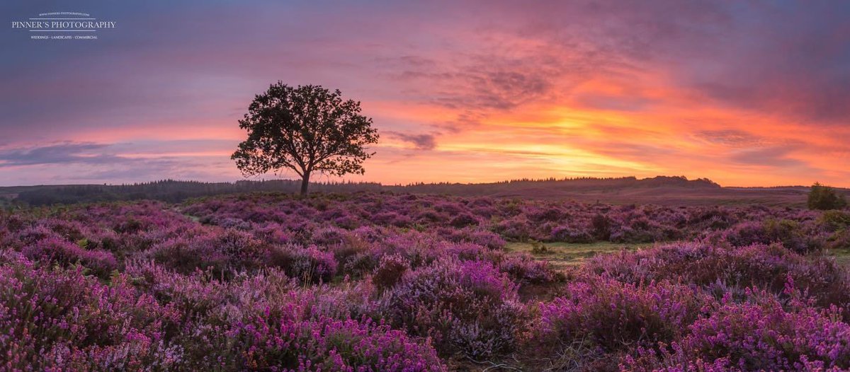 𝐌𝐚𝐭𝐭 𝐏𝐢𝐧𝐧𝐞𝐫 tweet media