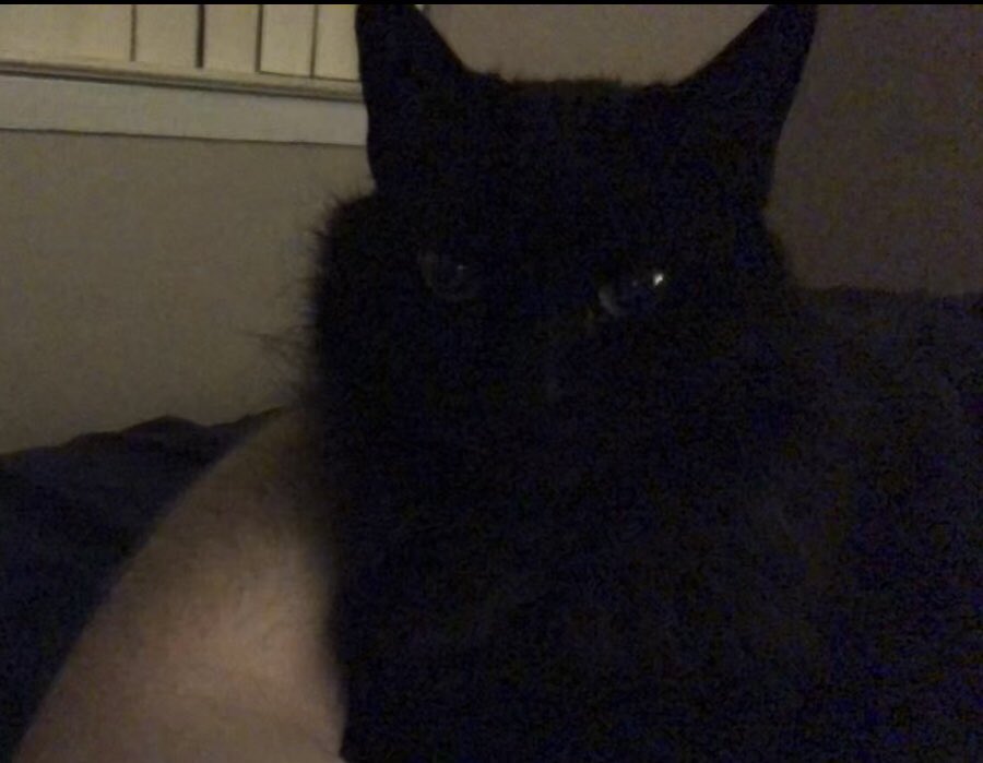 WinterrKnight's tweet photo. Cuddling with my bois in bedge π₯Ή #WintersBeasts https://t.co/MWoZmbOMlM
