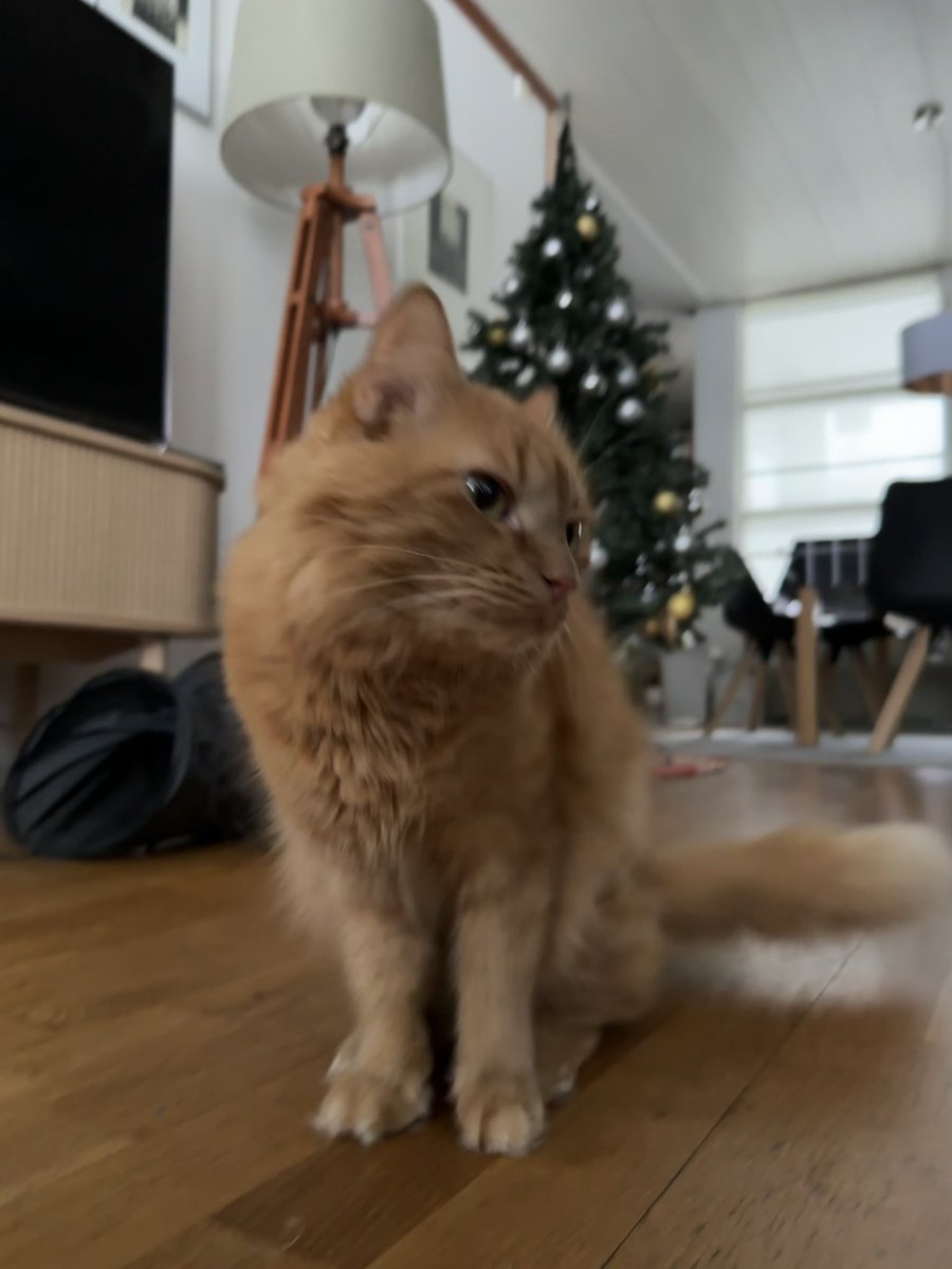 OMoskari's tweet photo. I’m allergic to cats but I mean cmooon 🥺 https://t.co/uSS1MYZLyH