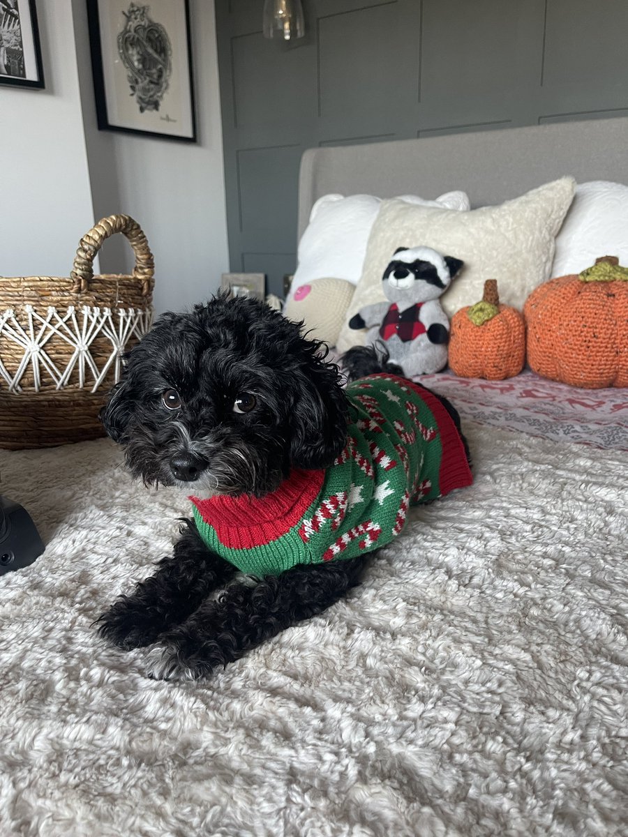 CaraBillers's tweet photo. Delilah hopes you had a lovely Christmas 🎅🏻 https://t.co/F8RCTcBmA7