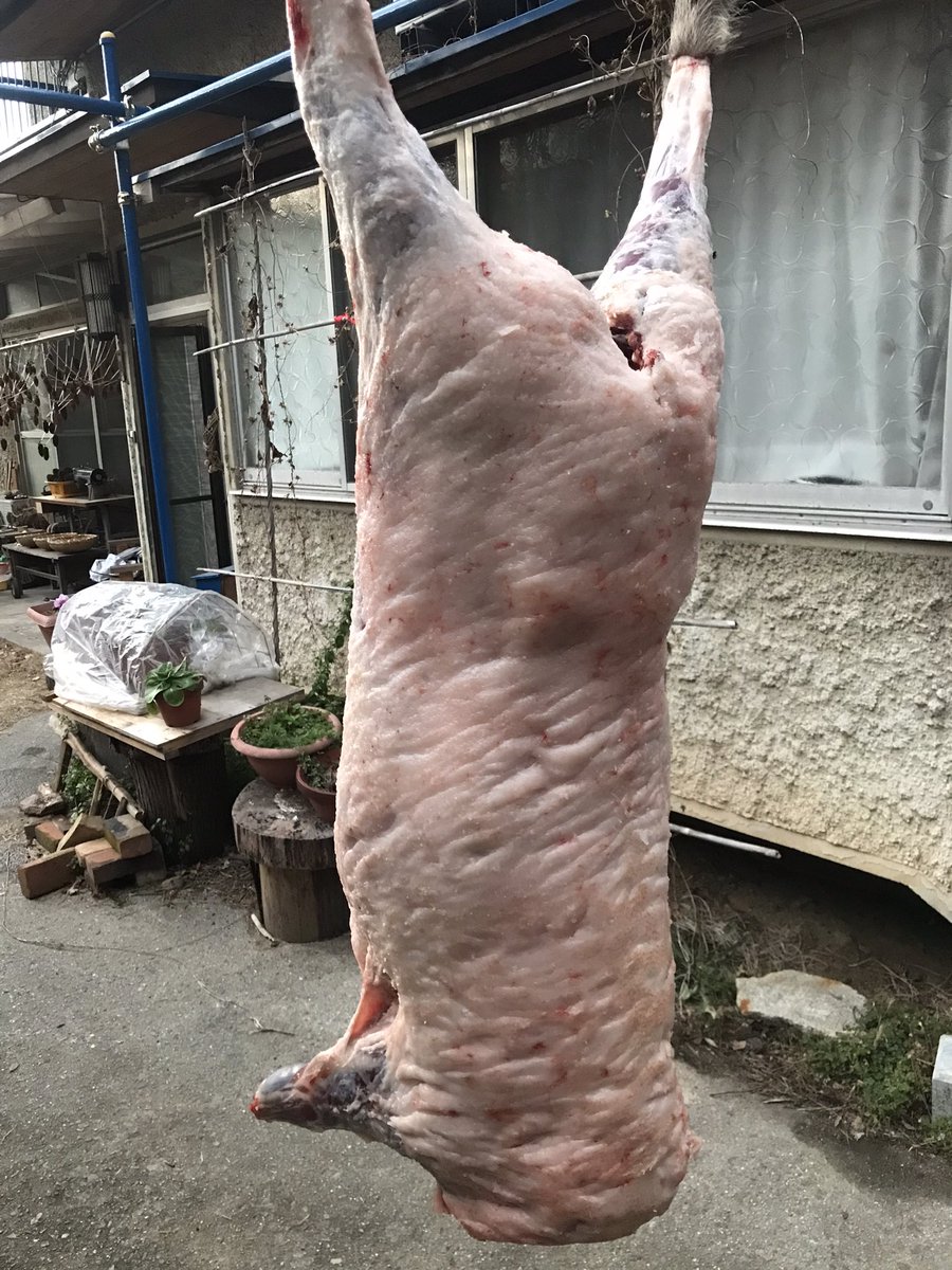 これにて今年は罠納め🎍
途中若干しんどくなったけど、また来年もやろう！って気になってるところが去年からの成長💪今年の気づきは何より猪タンが美味いってこと！
皮剥ぎ上手くなりてーなー