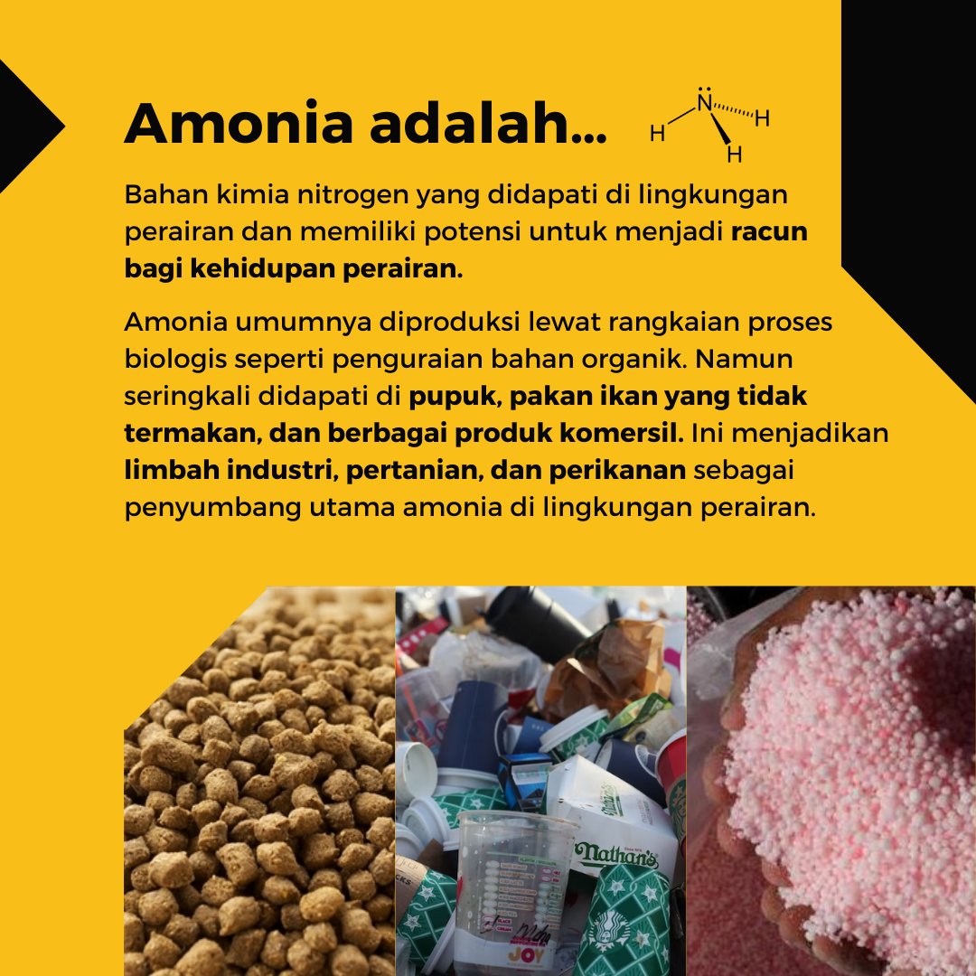 kalekaindonesia's tweet photo. Yuk pelajari lebih lanjut tentang bagaimana pakan ikan yang tak termakan dapat berubah menjadi #amonia dan berujung membahayakan ekosistem perairan. 🧪💧

#Kaleka #TransitiontoExcellence #RealizingSustainability 
#Aquaculture #Water https://t.co/0wXeGV9vdT