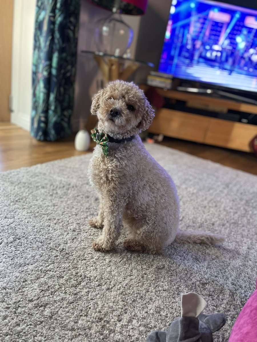 Lola in her Christmas bow tie! She’s pretty pleased with herself!!