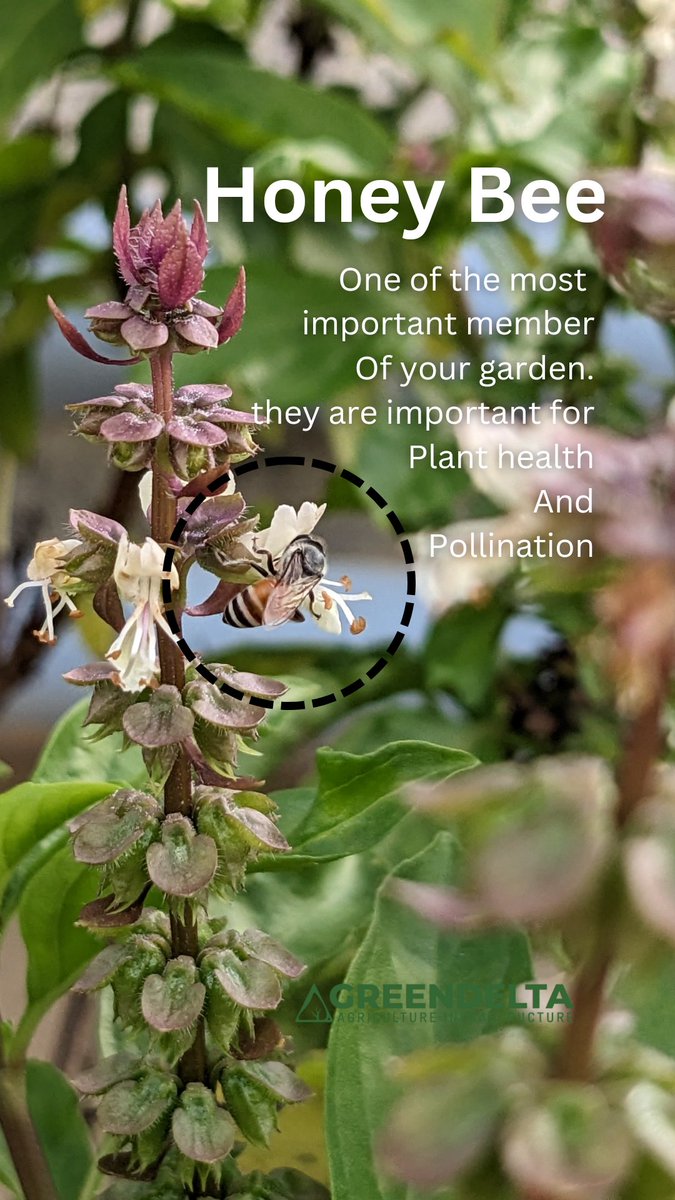 greendeltaforce's tweet photo. #terracegarden 
#urbanterracegarden 
#gardening 
#bee 
#honeybee 
#greendelta https://t.co/tZV0ULcHW7
