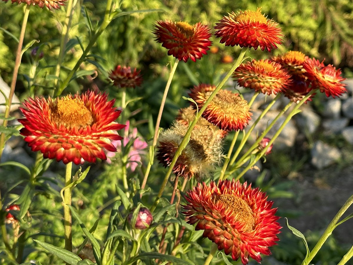 kafaak's tweet image. จุดแวะสุดท้ายของวันนี้ #สกายวอล์กเขาค้อภูเลิศ ค่าเข้า 100 บาท ใช้แลกเครื่องดื่มได้ 20 บาท หรือแลกไอศกรีม ขนมจีบ หรือน้ำเปล่า ได้ฟรี ผู้สูงอายุเข้าฟรี แต่ถ้าจะขึ้นสกายวอล์คเสีย 20 บาท (คนจ่ายค่าบัตรไม่ต้องเสียเพิ่ม) #triptwt