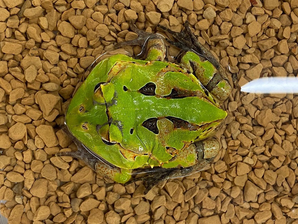 アマゾンツノガエル入荷しました

#ニコペット
#両生類
#爬虫類
#ツノガエル
