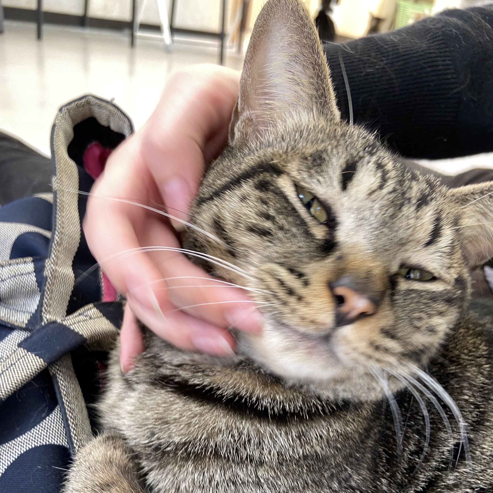 和風猫本舗 猫のいる就労支援 Wahunekohonpo Twitter